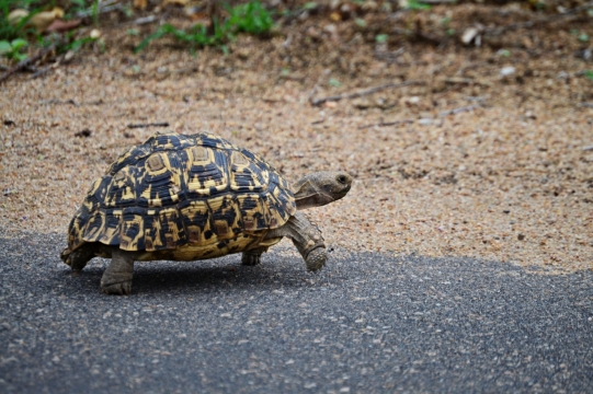 沙地上爬行的豹纹龟