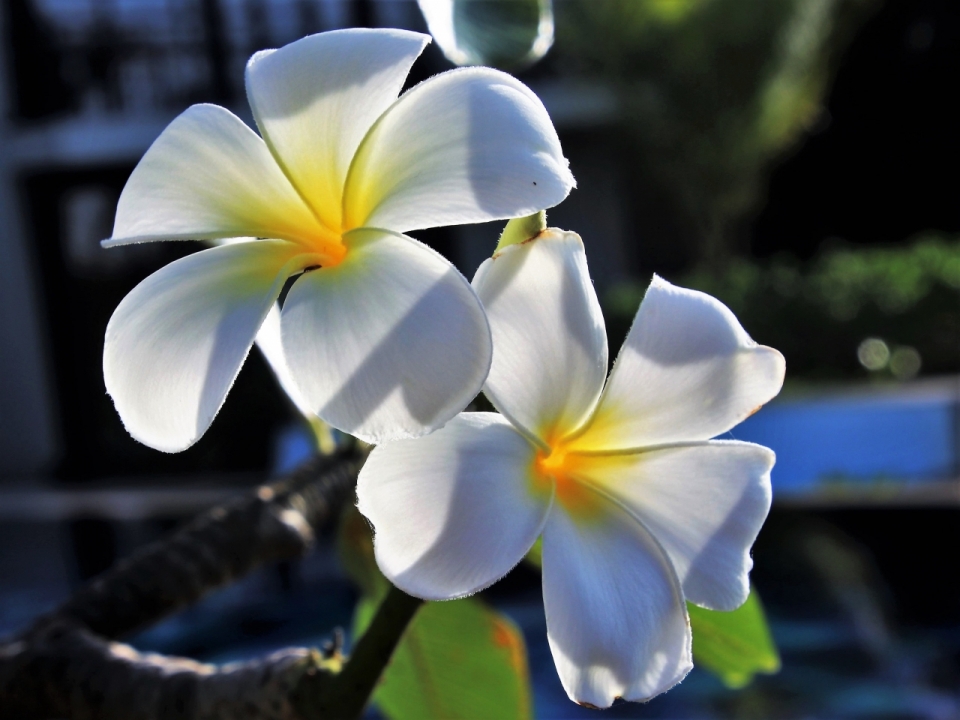 虚化背景阳光户外自然白色花朵植物