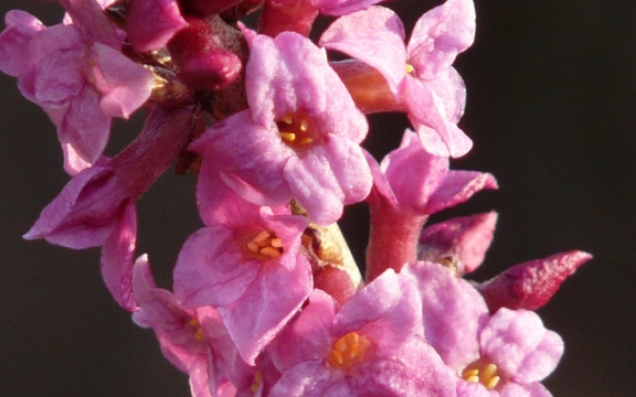 瑞香花自然风光优美风景秀丽高清桌面壁纸