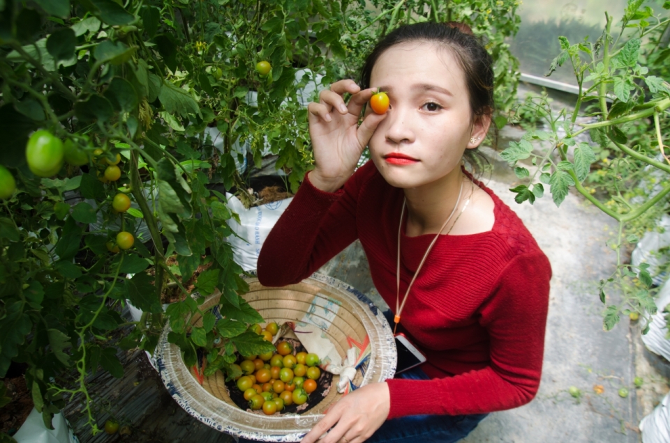 藤蔓上采摘小西红柿的红衣服的女人