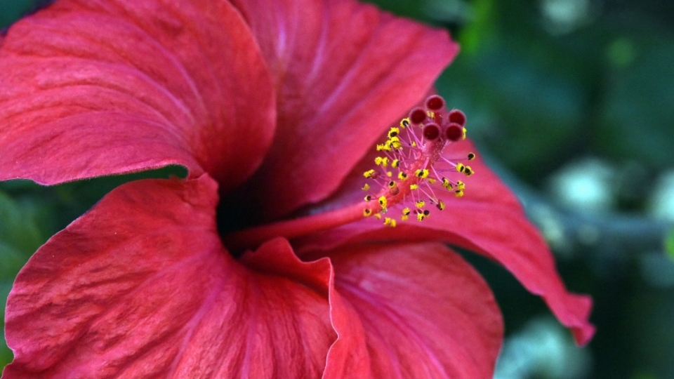 芙蓉花无水印电脑桌面高清壁纸图片