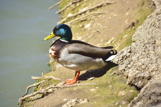 户外自然阳光下彩色鸭子野生动物