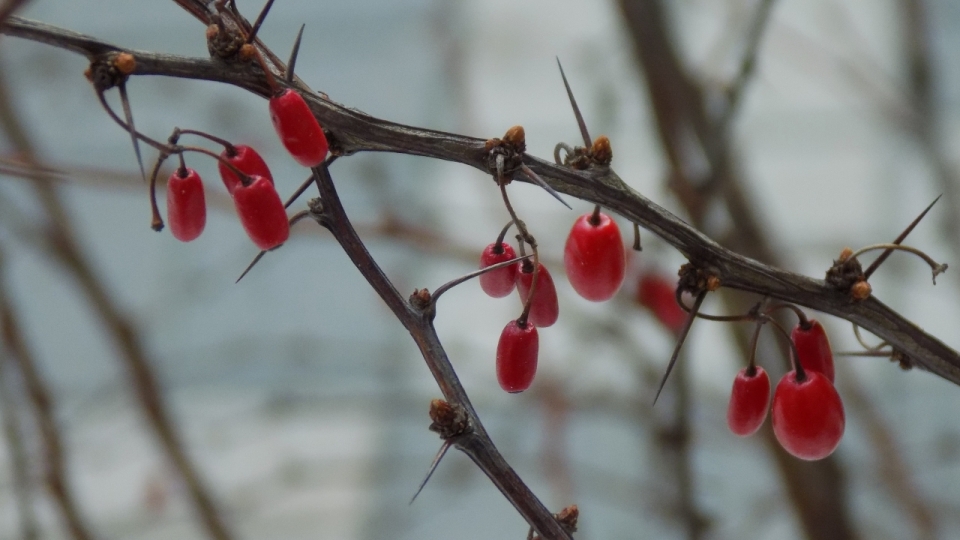 户外自然树木树枝红色小巧果实