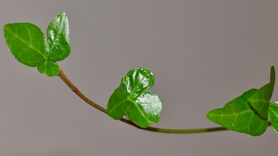 绿色植物常春藤自然风光优美风景高清桌面壁纸