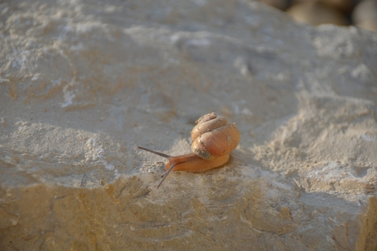炎炎夏日暴晒石碓爬行蜗牛动物