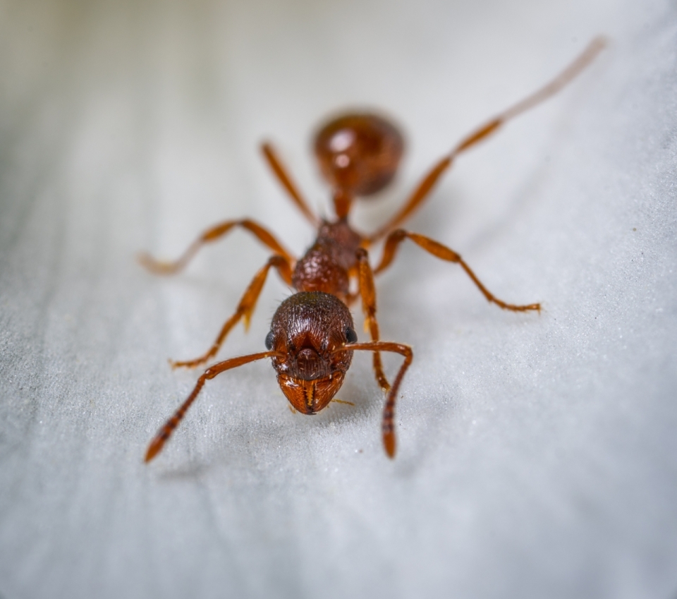微距昆虫蚂蚁动物高清意趣
