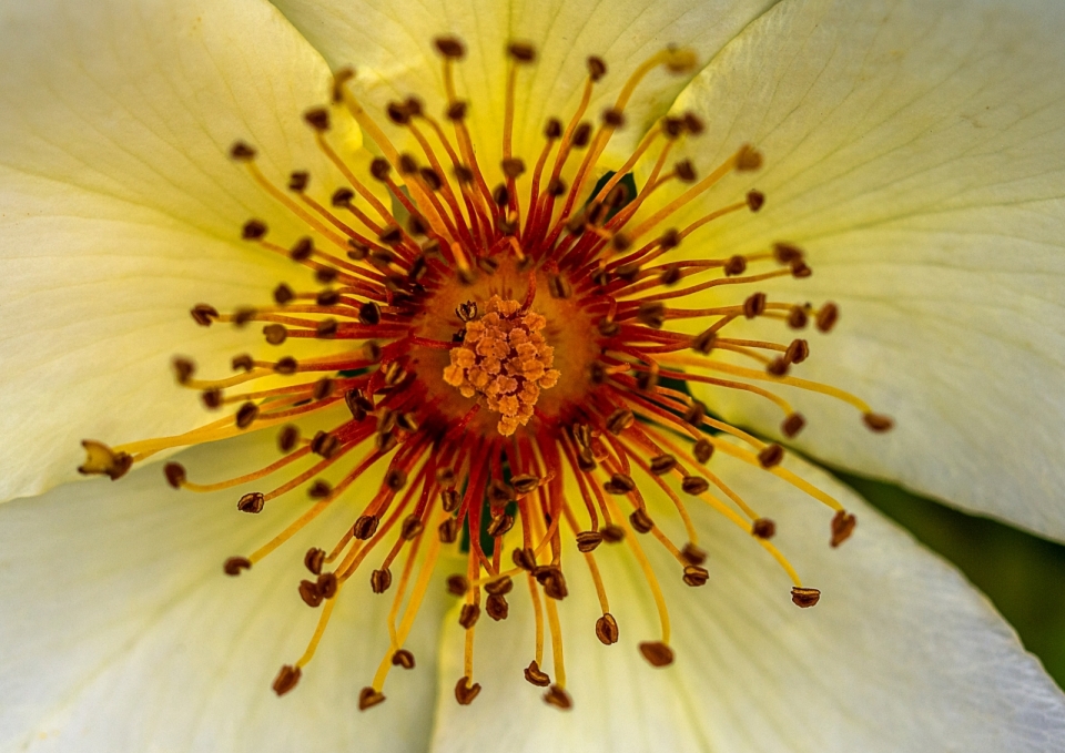 微距摄影_自然白色花朵植物黄色花蕊微距特写