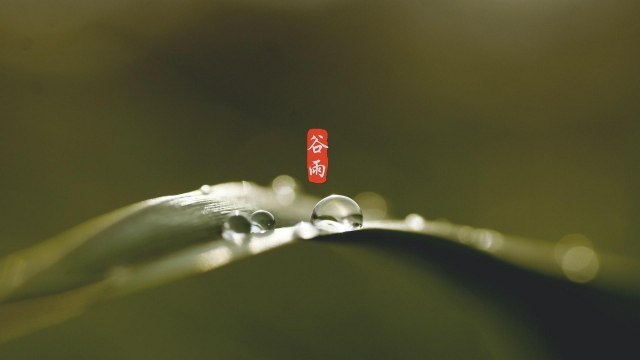 谷雨高清桌面壁纸