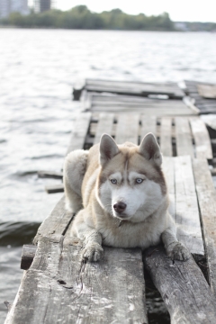 趴在湖面木板上眼神警觉的汪星人