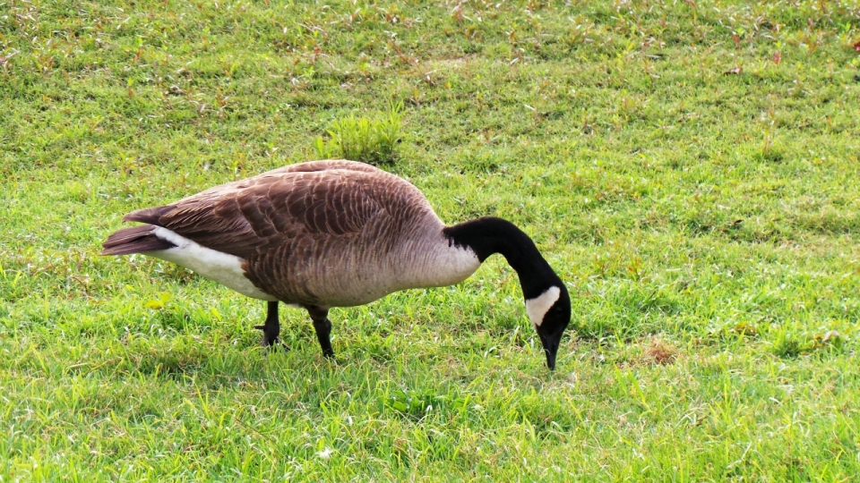 站在草坪上的加拿大黑雁高清摄影
