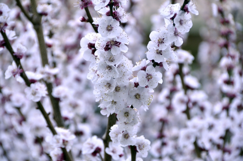 雪白色梅花树林花丛美景