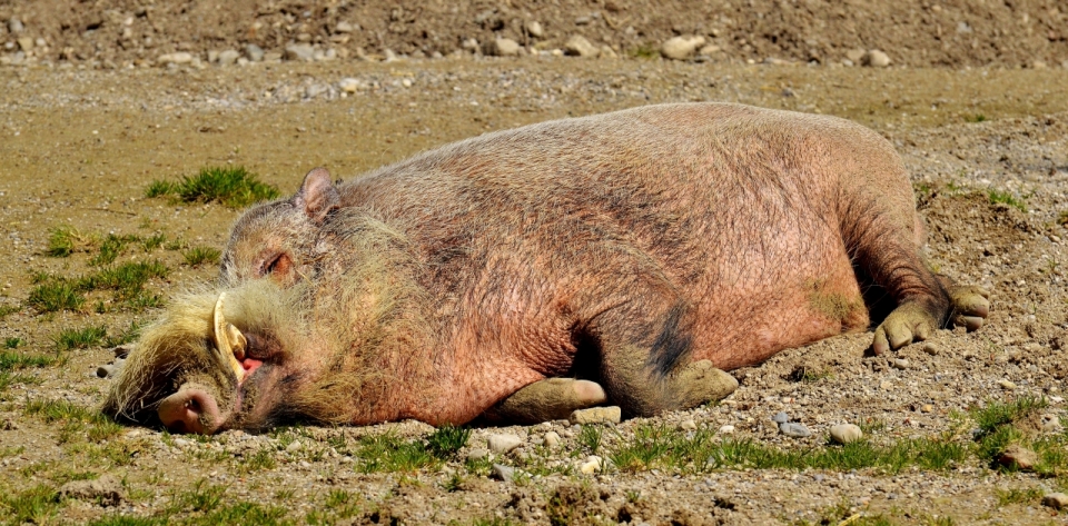 躺在路上晒太阳的野猪特写