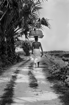 野外黑白农民小路棕榈树