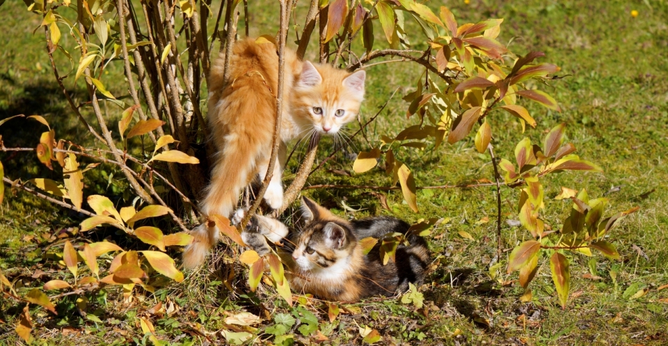 阳光下树丛中玩耍的小花猫宠物摄影