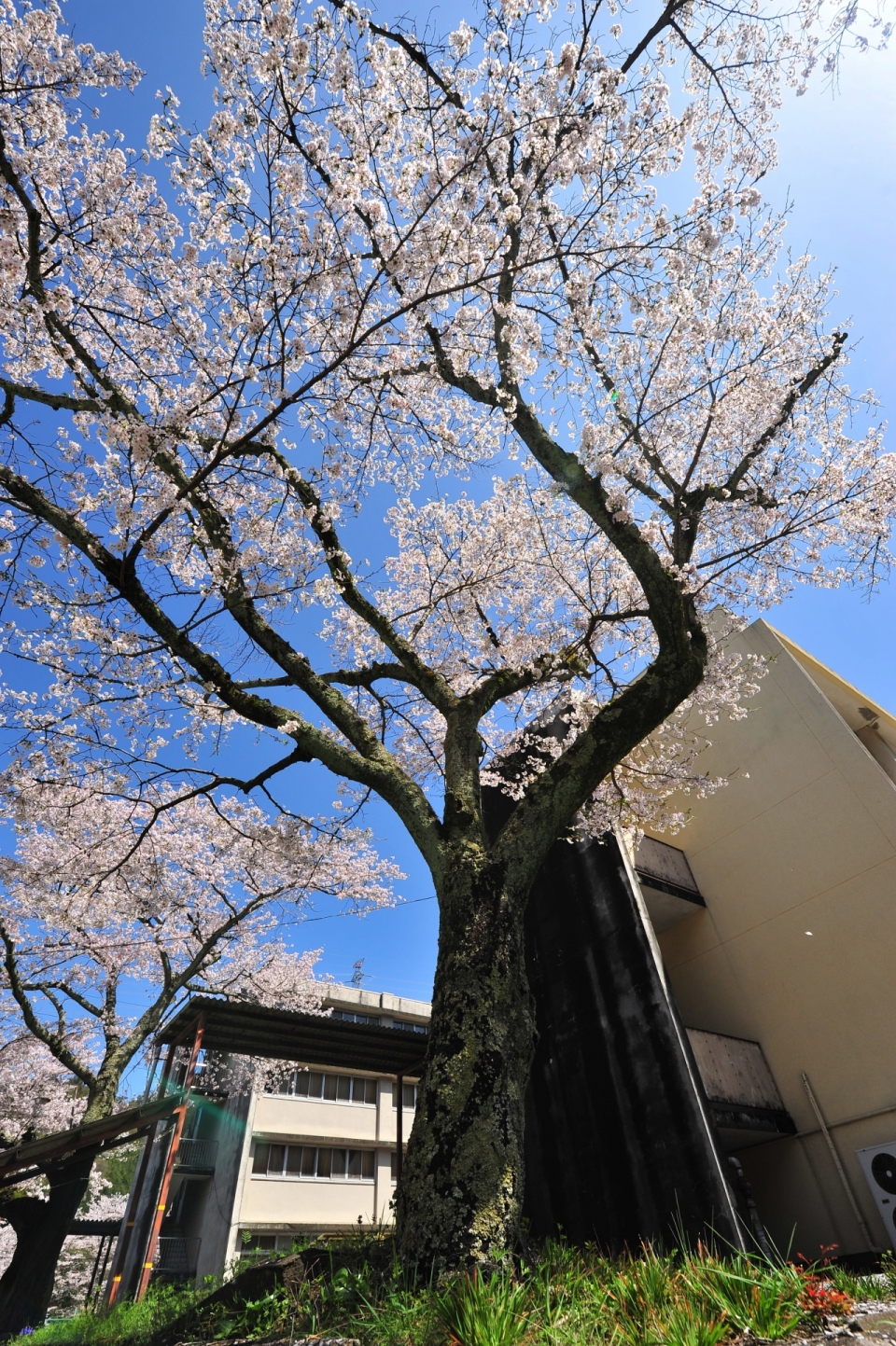 竖立在房屋街道旁边的樱花树