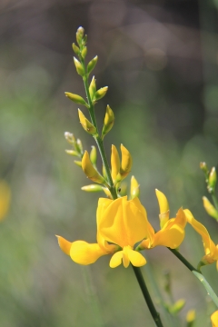 微距摄影_长着嫩芽的黄花