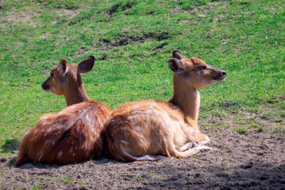 阳光户外地面可爱野生梅花鹿动物