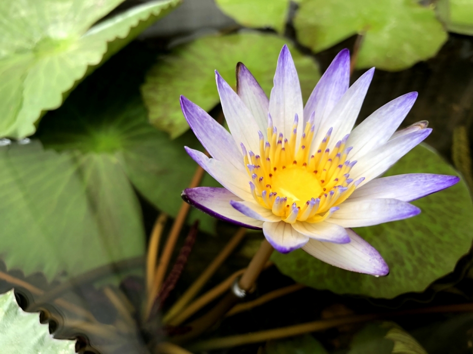 池塘中盛开睡莲花清新特写美景