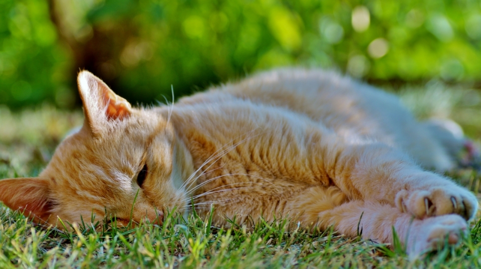 阳光户外绿色自然草坪可爱黄色宠物猫