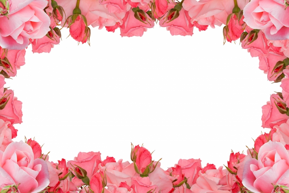 白底粉色玫瑰环绕背景素材
