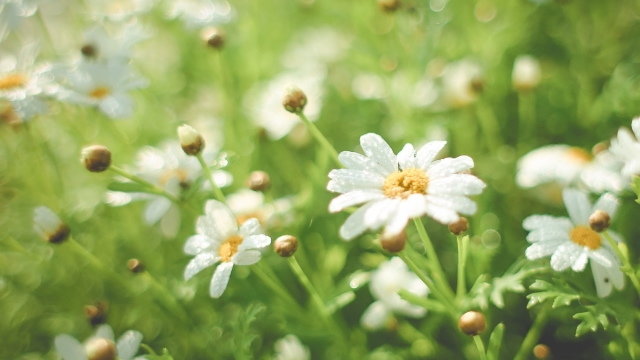 小雏菊清新洁白美丽高清桌面壁纸