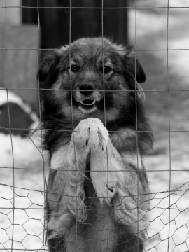 铁丝网中可爱小狗黑白风格街拍