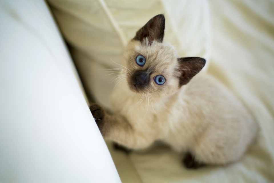 沙发上午休暹罗猫可爱眼神特写