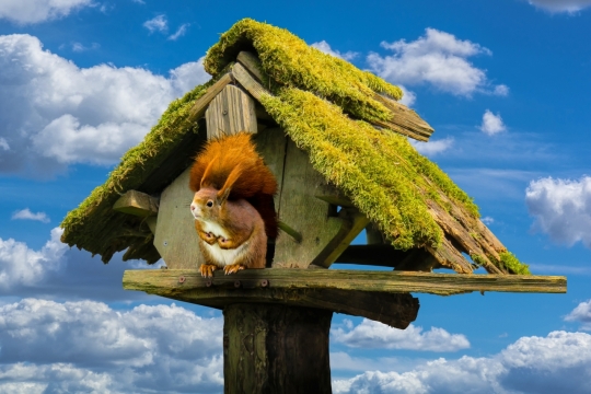 蓝色天空木制小屋可爱松鼠动物