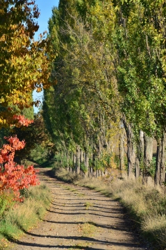 烈日下林中小道树影美景