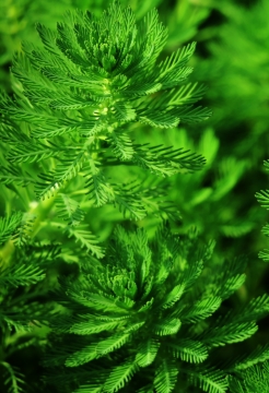 阳光户外清新自然绿色叶子植物