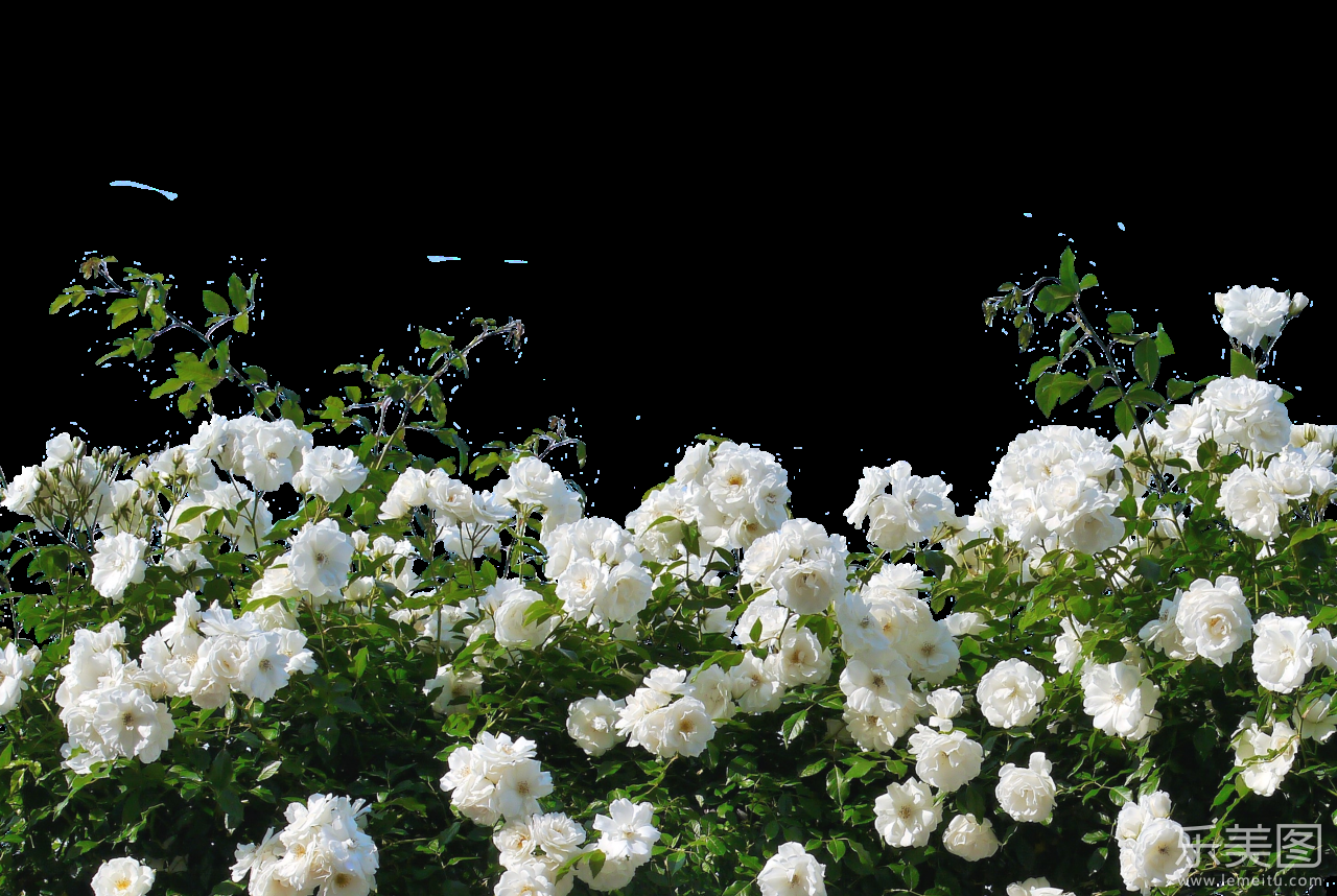 透明背景带绿色叶子的白色玫瑰花