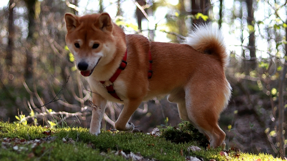 日本国犬秋田犬高清桌面壁纸