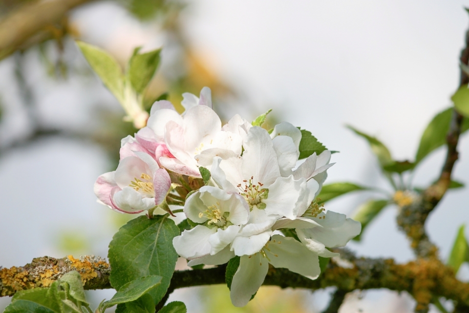 虚化背景户外苹果树木树枝自然白色花朵
