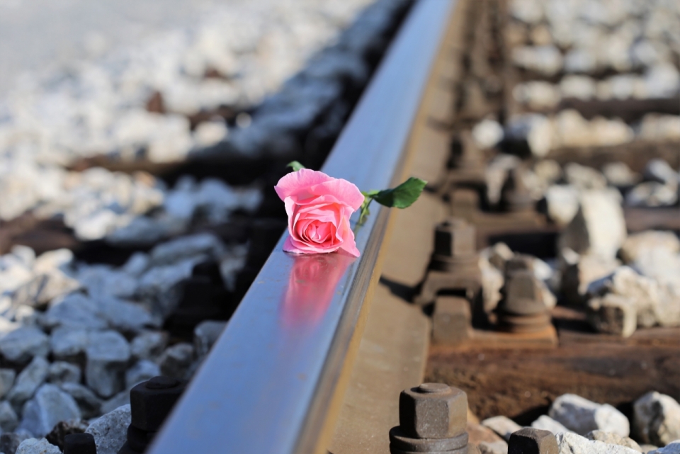 铁路轨道上的粉色玫瑰花