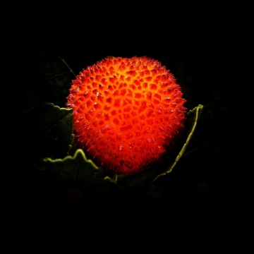 黑色背景红色荔枝水果美食