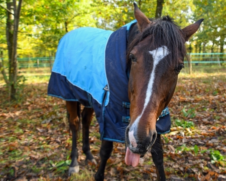 树林枯黄落叶上穿蓝色衣服吐舌头的马