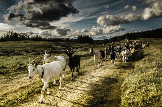 山坡上排队行走的羊群