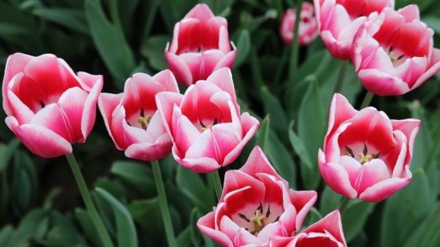 户外自然粉色花朵绿色枝叶植物