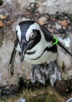 户外地面戴绿色环野生企鹅动物