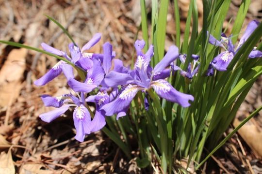 绿色细叶紫色高原鸢尾花特写