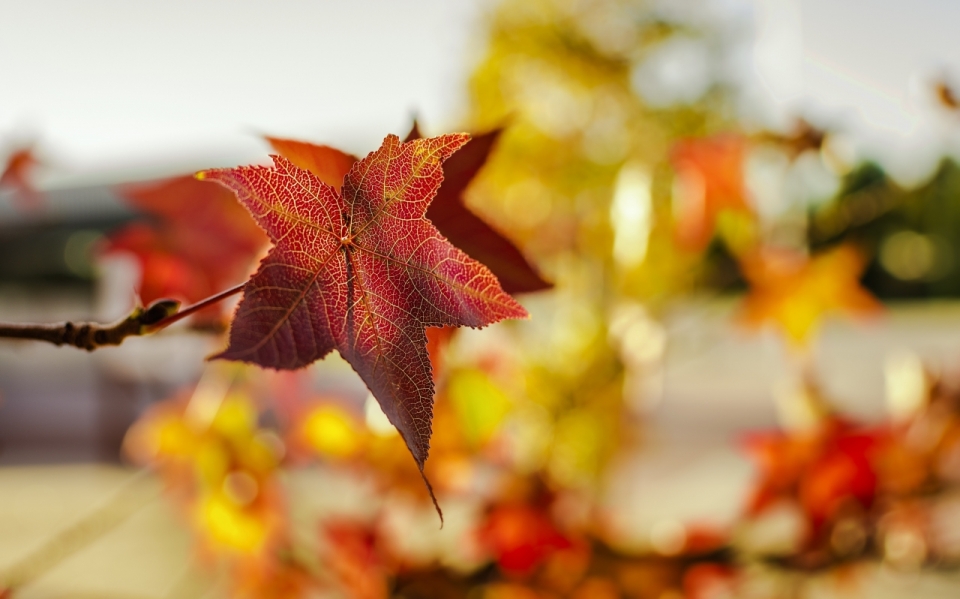 秋季大自然美丽红枫叶高清美景