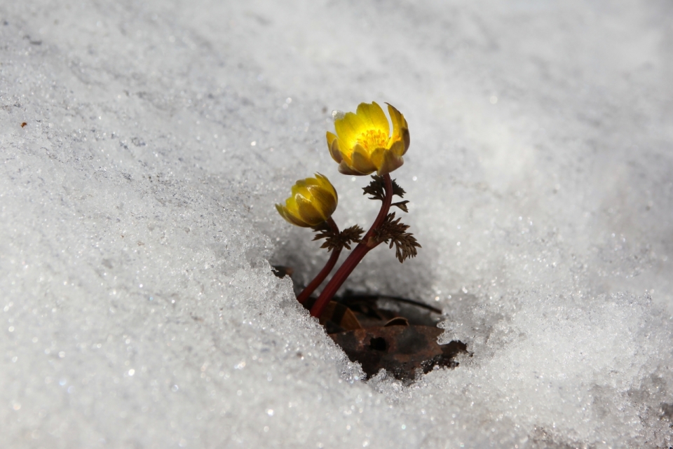 寒冷冬天雪后地面黄色花朵自然植物