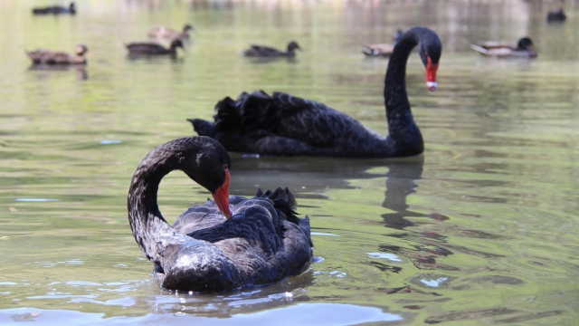 黑天鹅自然风光优美风景秀丽高清桌面壁纸
