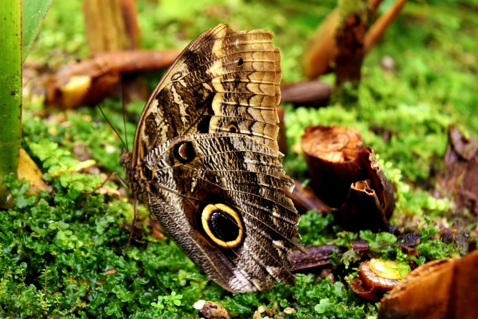 自然森林绿色植物间褐色蝴蝶