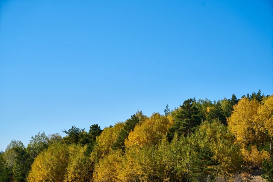 蓝色天空下秋天黄色绿色树木