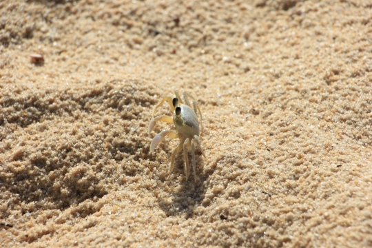 金黄色沙滩爬行灵巧螃蟹特写