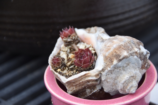 黑色桌面粉色杯子海螺内多肉植物