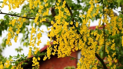 金莲花自然风光优美风景秀丽高清桌面壁纸