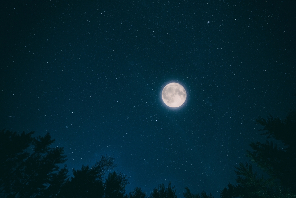 夜晚自然树林上方月亮星空