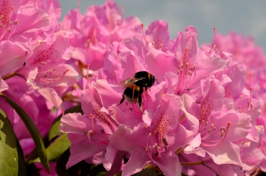 虚化背景户外自然粉色花朵植物上昆虫